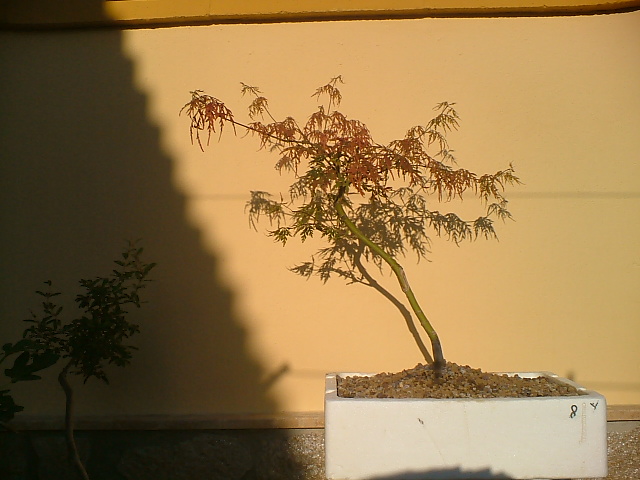 DSCF0116.JPG