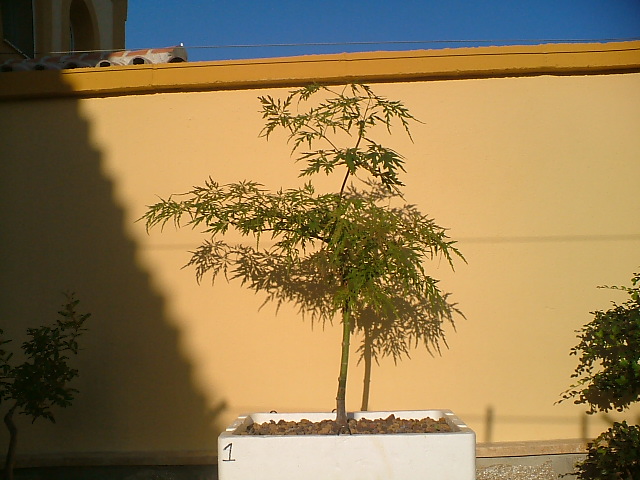 DSCF0117.JPG