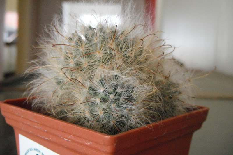 DSCF0133.jpg