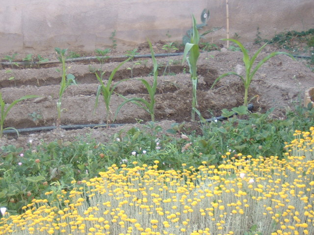 DSCF0133.JPG
