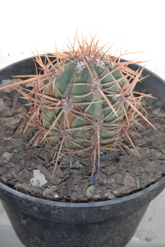 DSCF0139.jpg
