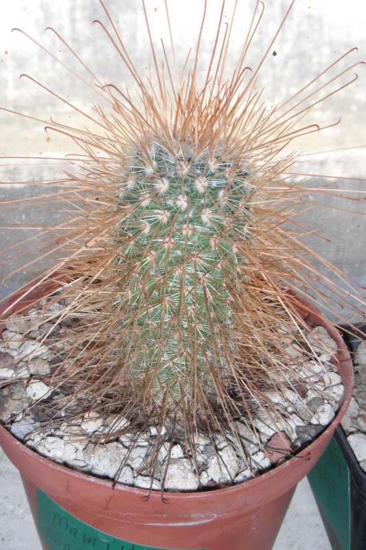 DSCF0144.jpg