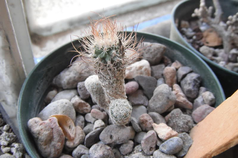 DSCF0154.jpg