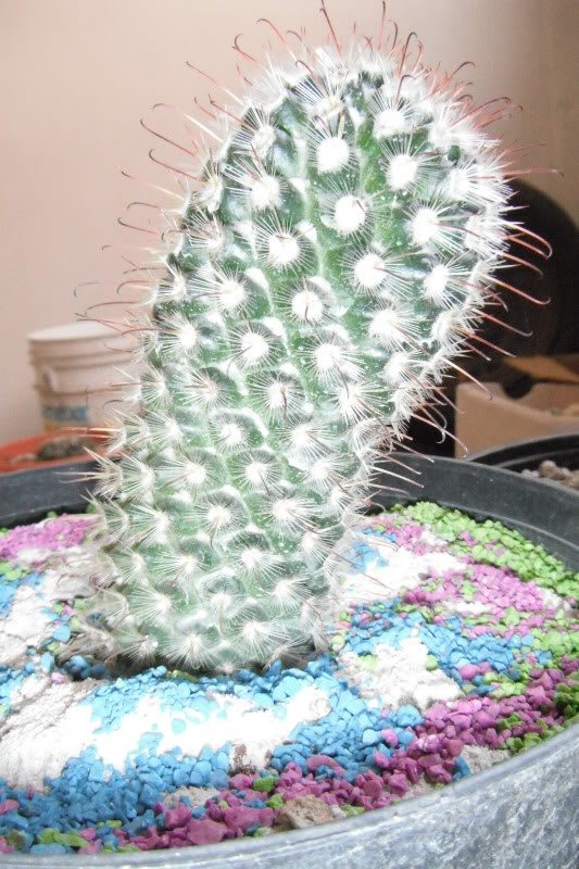DSCF0159.jpg