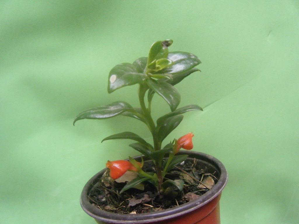 DSCF0205.jpg