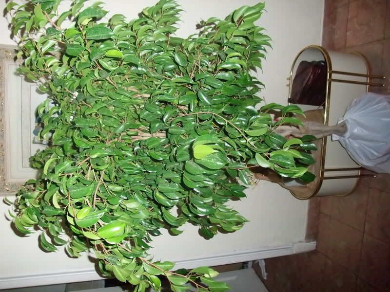 DSCF0206_resize.jpg