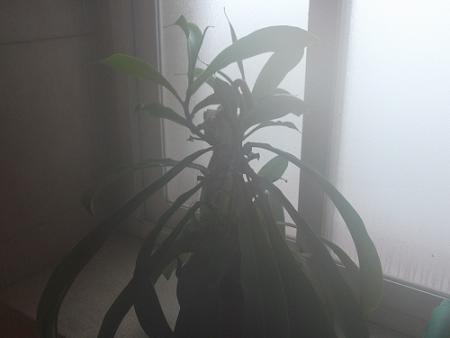 DSCF0206_zpsca9fe396.jpg