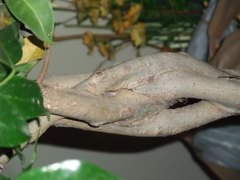 DSCF0207_resize.jpg