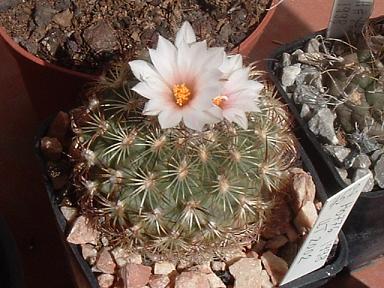 DSCF0214.JPG