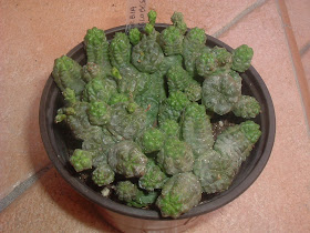dscf0214.jpg
