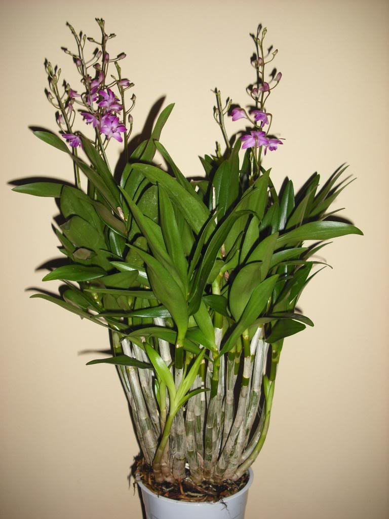 DSCF0234_zpsb8fad7b5.jpg