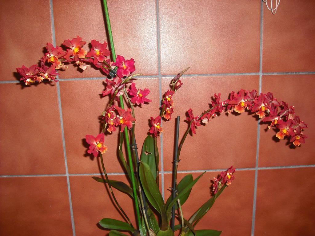 DSCF0260_zpsdeebce28.jpg