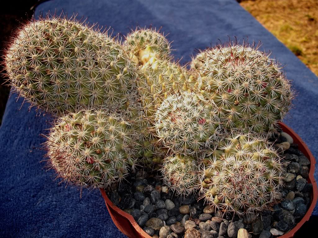 DSCF0298.jpg