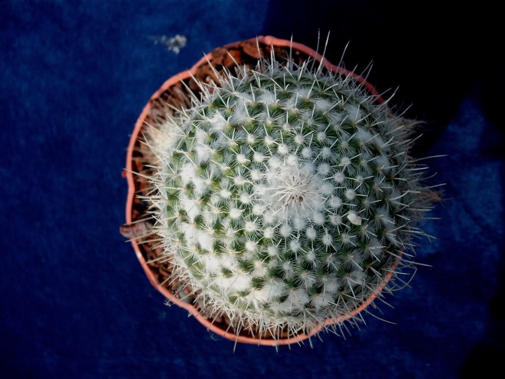 DSCF0302.jpg