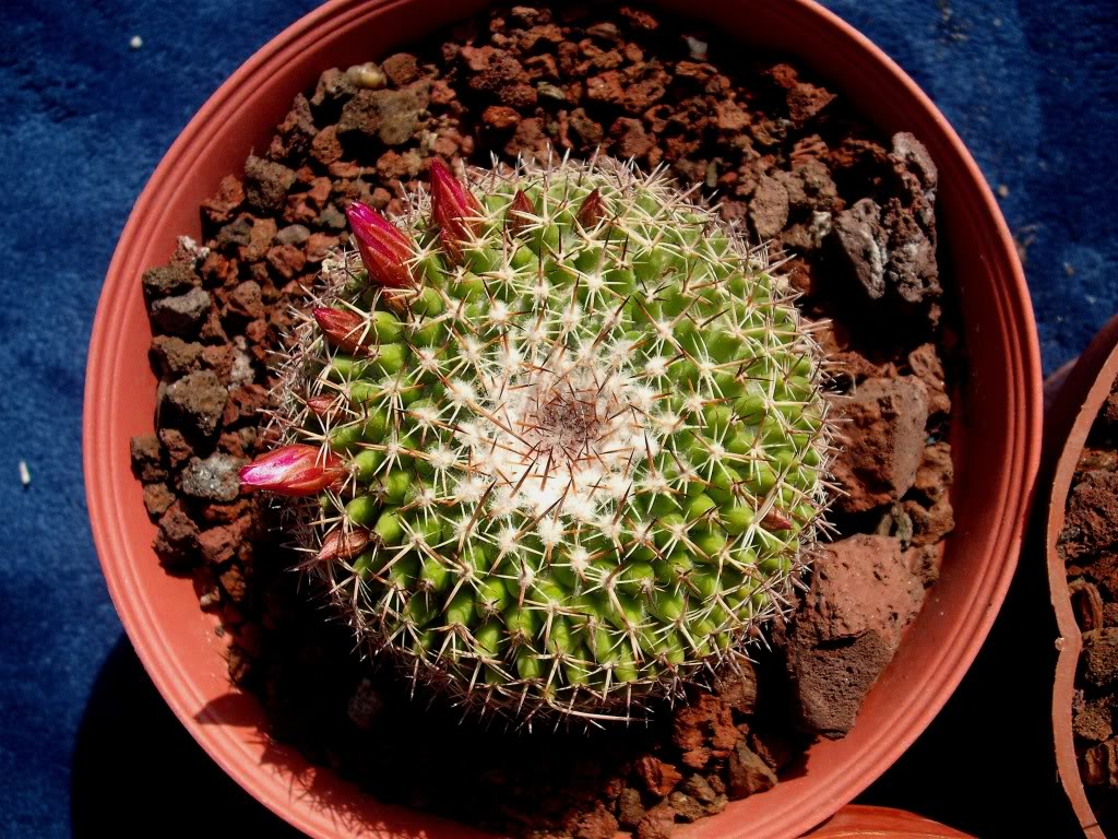 DSCF0314.jpg