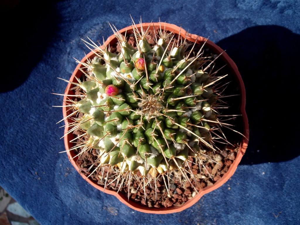 DSCF0319.jpg