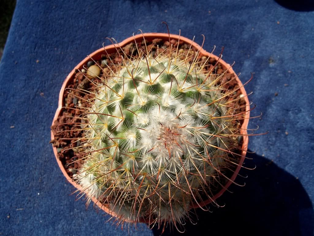 DSCF0324.jpg