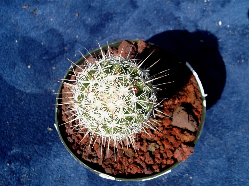 DSCF0363.jpg