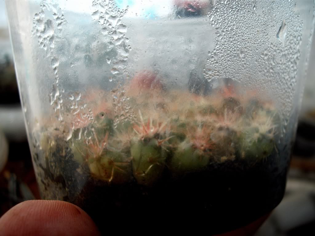 DSCF0375.jpg