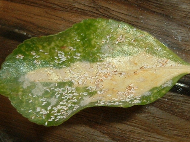 DSCF0395.JPG