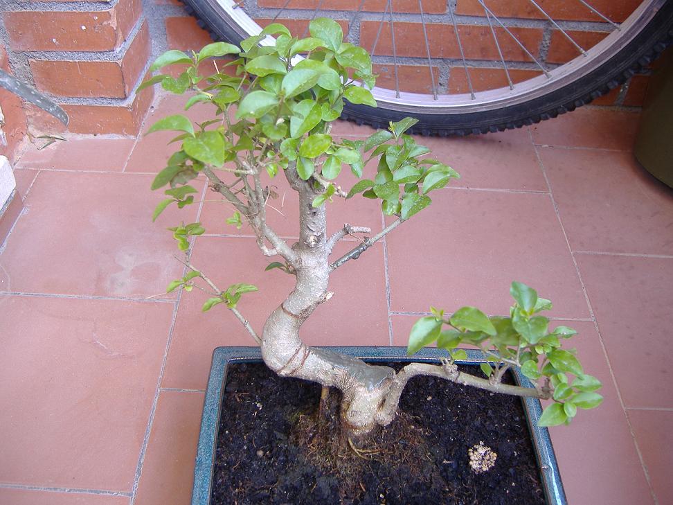 DSCF04052.JPG