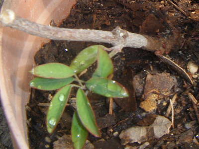 Dscf0417.jpg