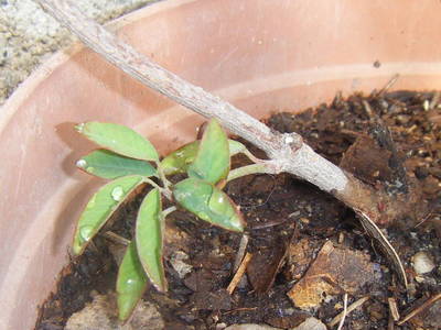 Dscf0418.jpg