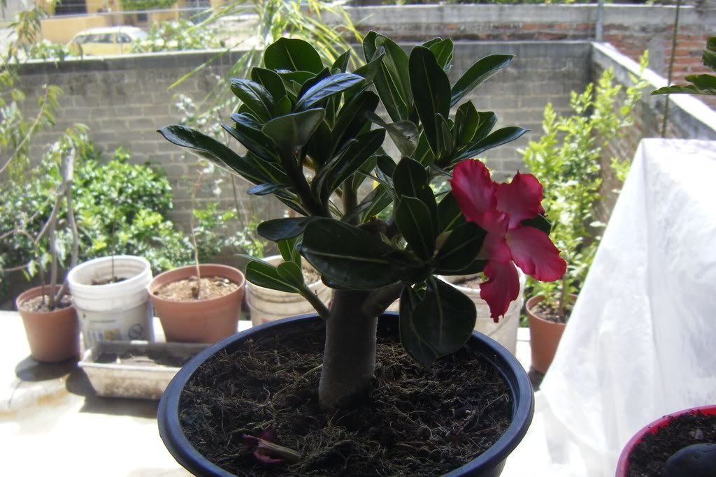 Dscf0438.jpg