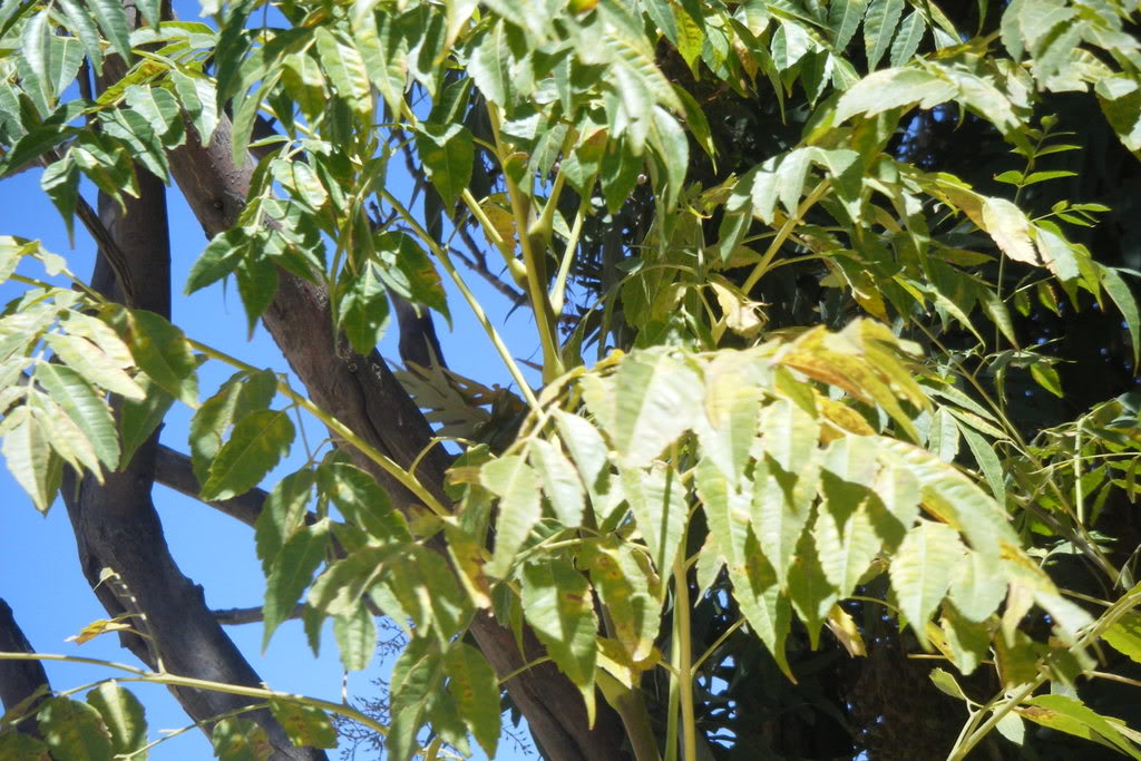 Dscf0442.jpg