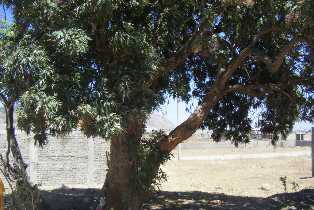 Dscf0443.jpg