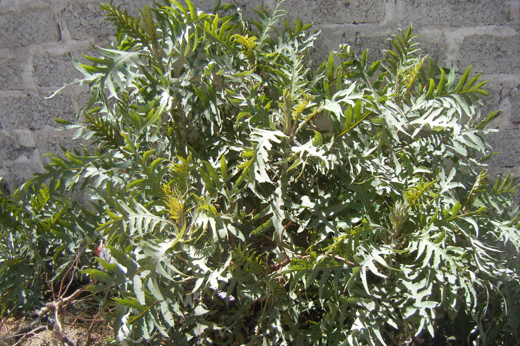 Dscf0450.jpg