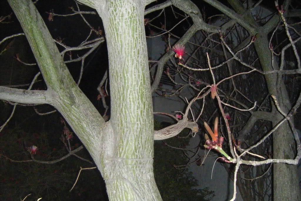 Dscf0454.jpg