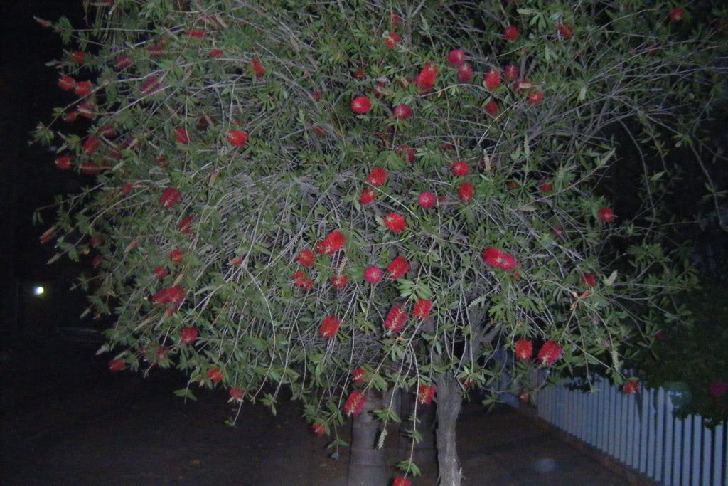 Dscf0456.jpg
