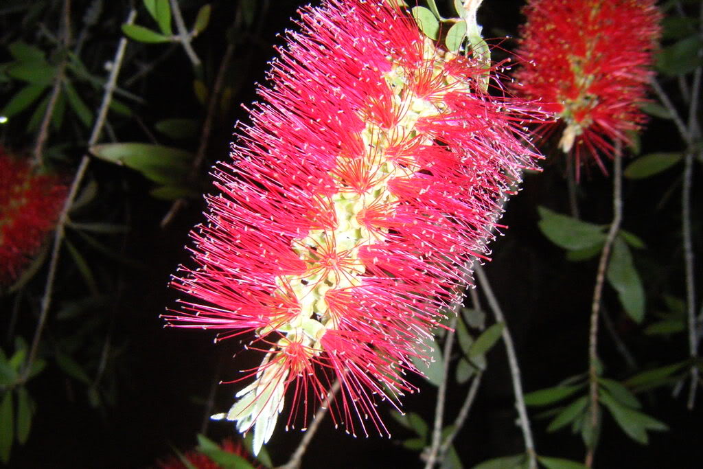 Dscf0459.jpg