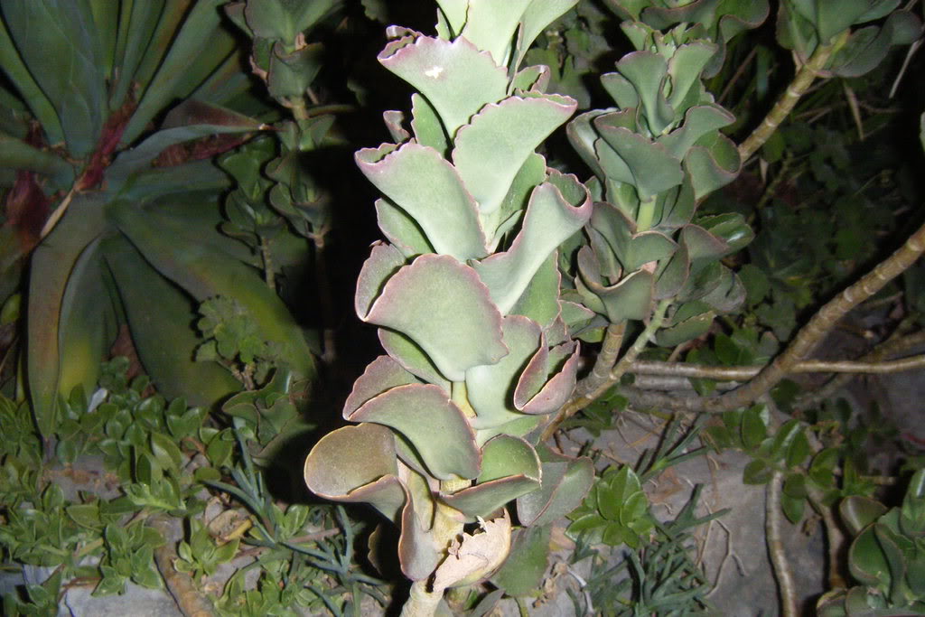 Dscf0460.jpg