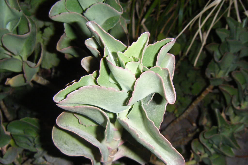 Dscf0461.jpg