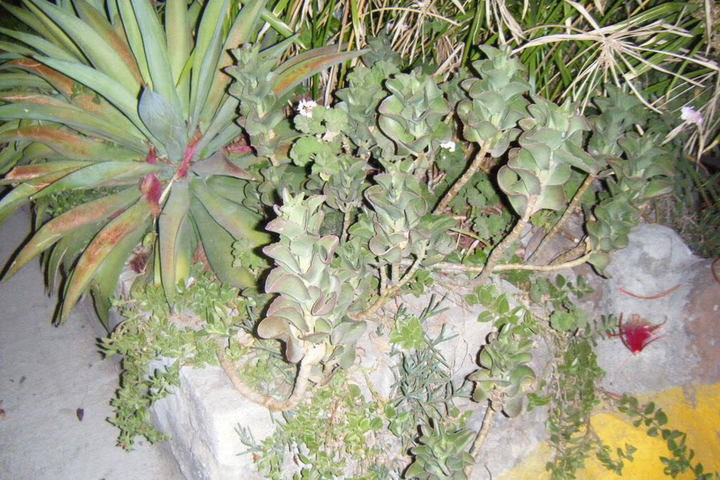 Dscf0462.jpg
