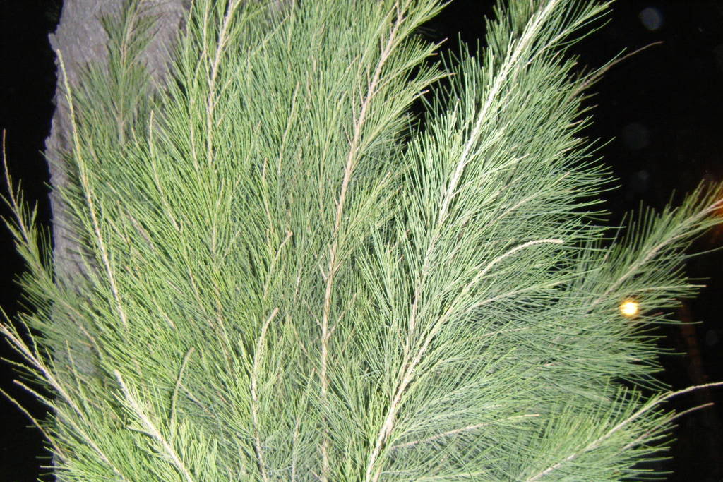 Dscf0470.jpg