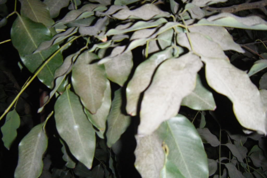 Dscf0473.jpg