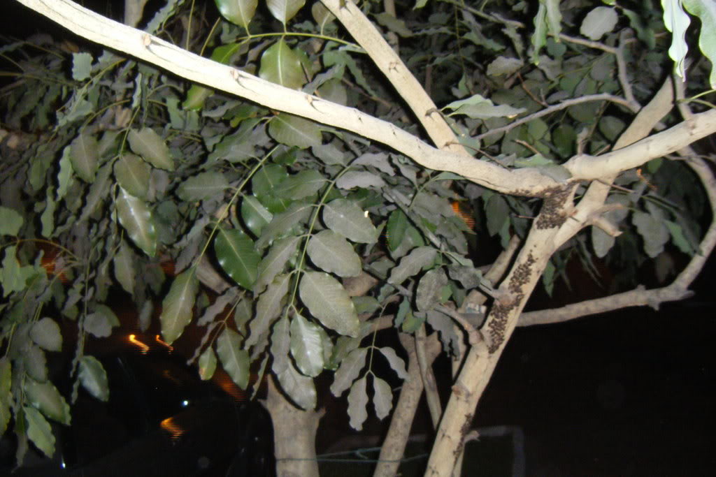 Dscf0475.jpg