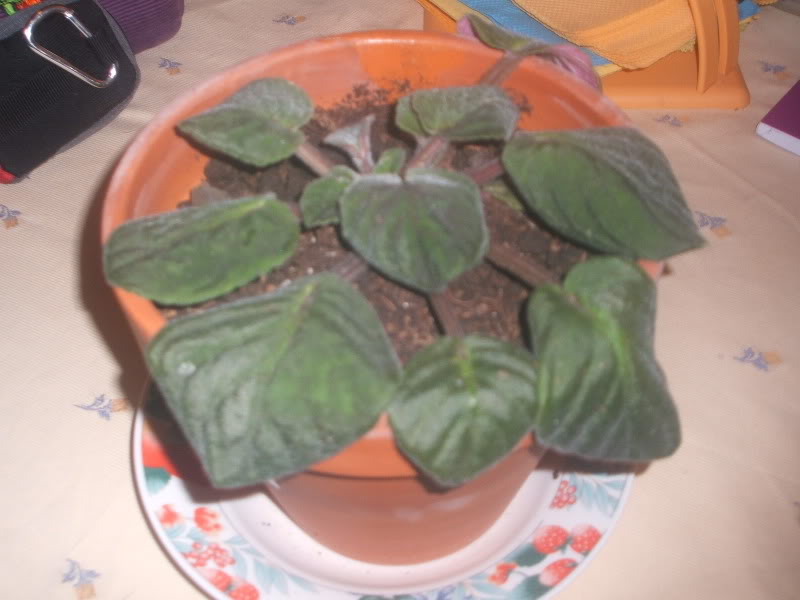 DSCF0491.jpg