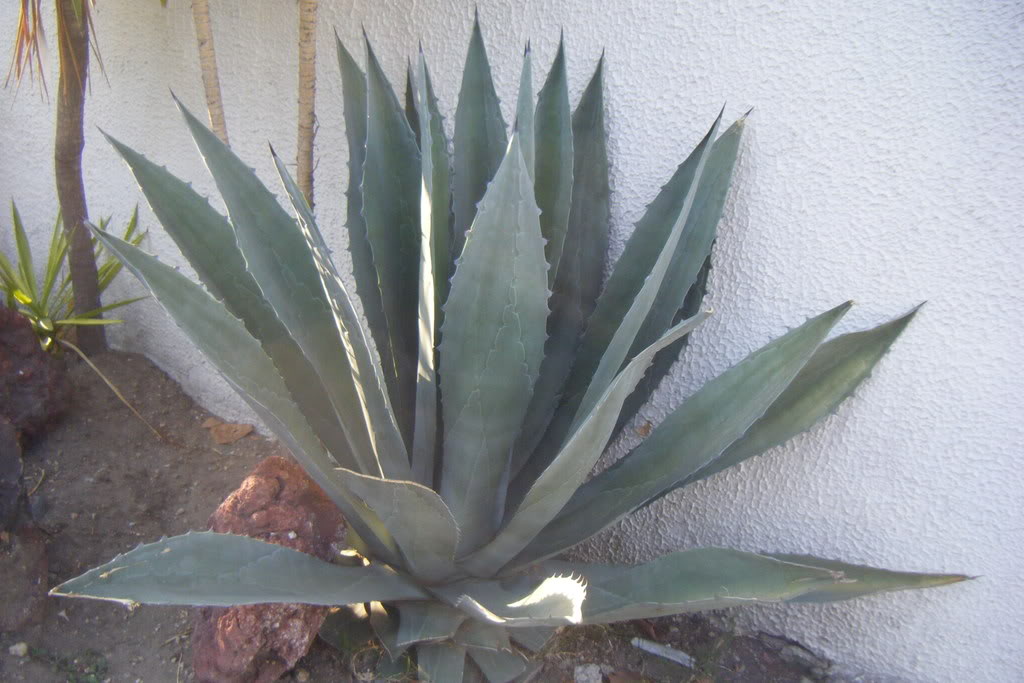 Dscf0497.jpg