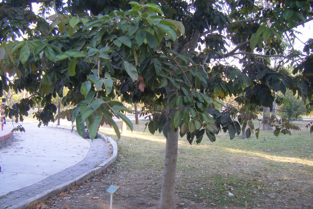 Dscf0504.jpg