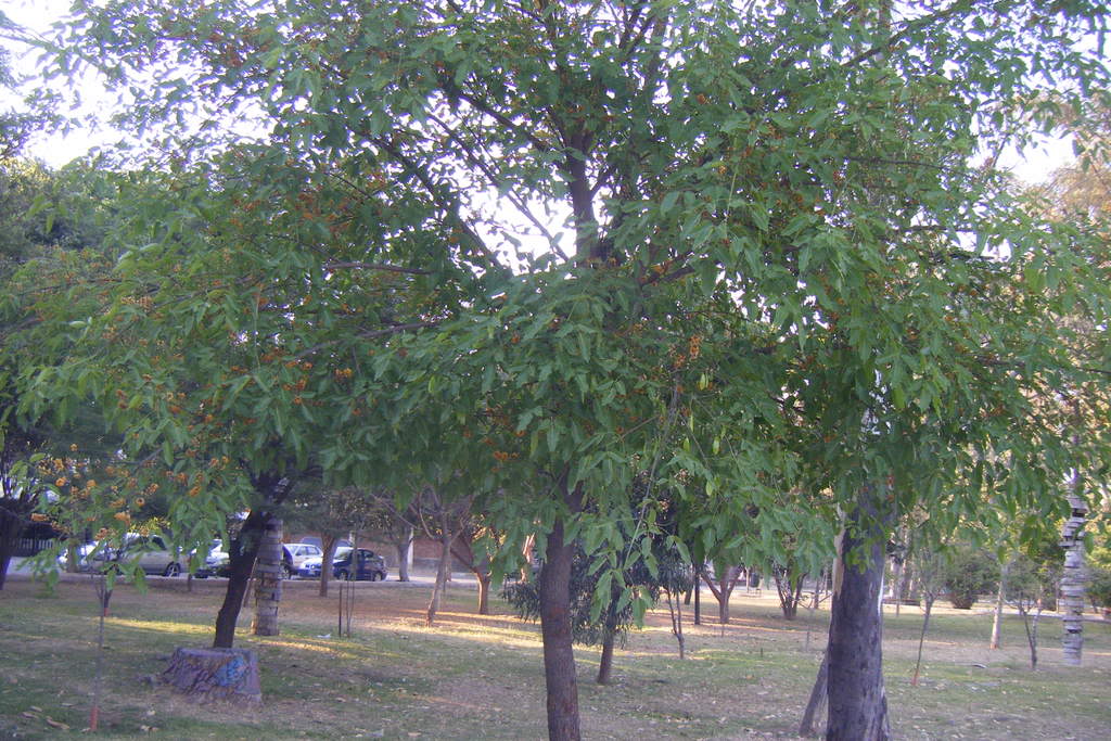 Dscf0506.jpg