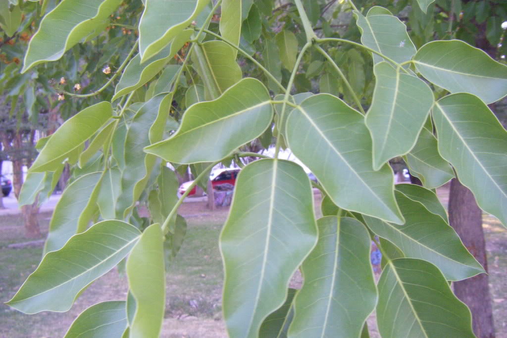 Dscf0507.jpg