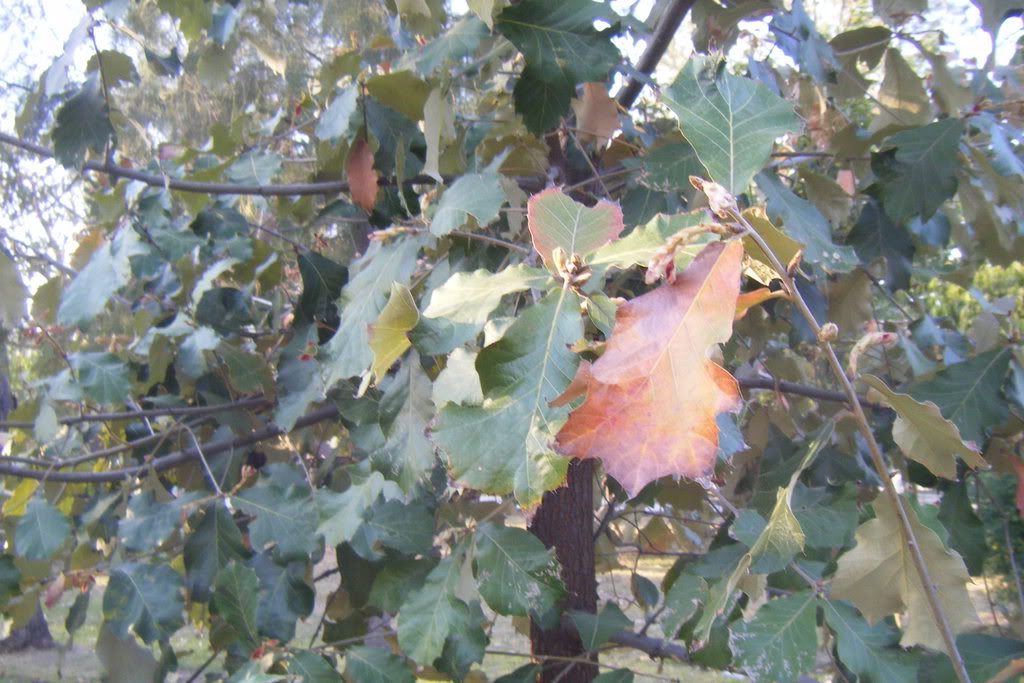 Dscf0518.jpg