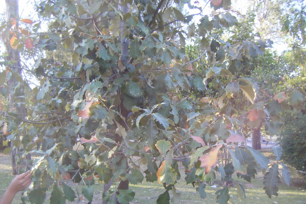 Dscf0519.jpg