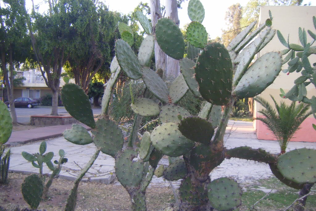 Dscf0524.jpg