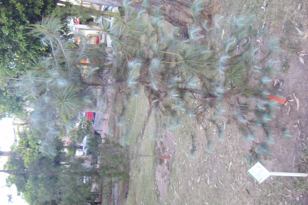 Dscf0530.jpg