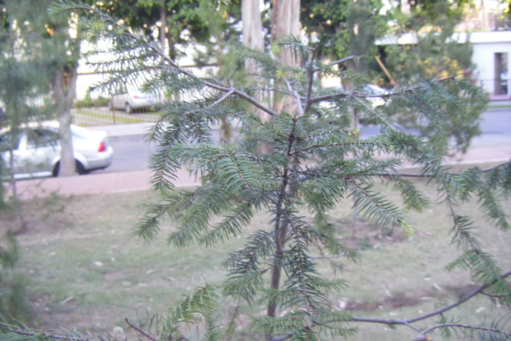 Dscf0532.jpg